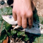 Pottenkijkers en Pannenlikkers