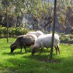 Schapen, met wollen vacht (klik voor een uitvergroting)