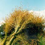 Vlas, geoogst, maar nog op het land (klik voor een uitvergroting)