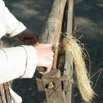 Vlas rakelen (klik voor een uitvergroting)