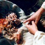 Darmen worden schoongemaakt om worst van te maken. (klik voor een uitvergroting)