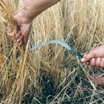 Oogsten van graan met een ijzeren Romeinse) sikkel. (klik voor een uitvergroting)