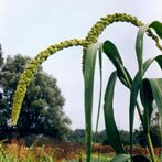 Graan op het land (klik voor een uitvergroting)