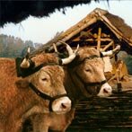 Ossen voor een ijzertijd schuur.