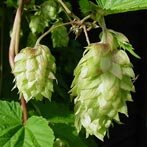 De welbekende bellen van de hopplant. Vanaf de 13e eeuw werd bier van hop steeds belangrijker in de nederlanden.