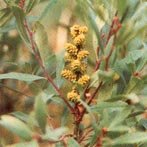 Bloeiwijze van de gagelplant. deze was het belangrijkste ingredient van gruitbier wat populair was voordat hopbier de markt overnam.