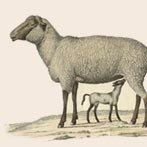 Dieren in de middeleeuwse stad Eindhoven