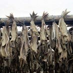 Op de middeleeuwse markt verkocht men zowel verse als stokvis. Bron: www.bamjam.net